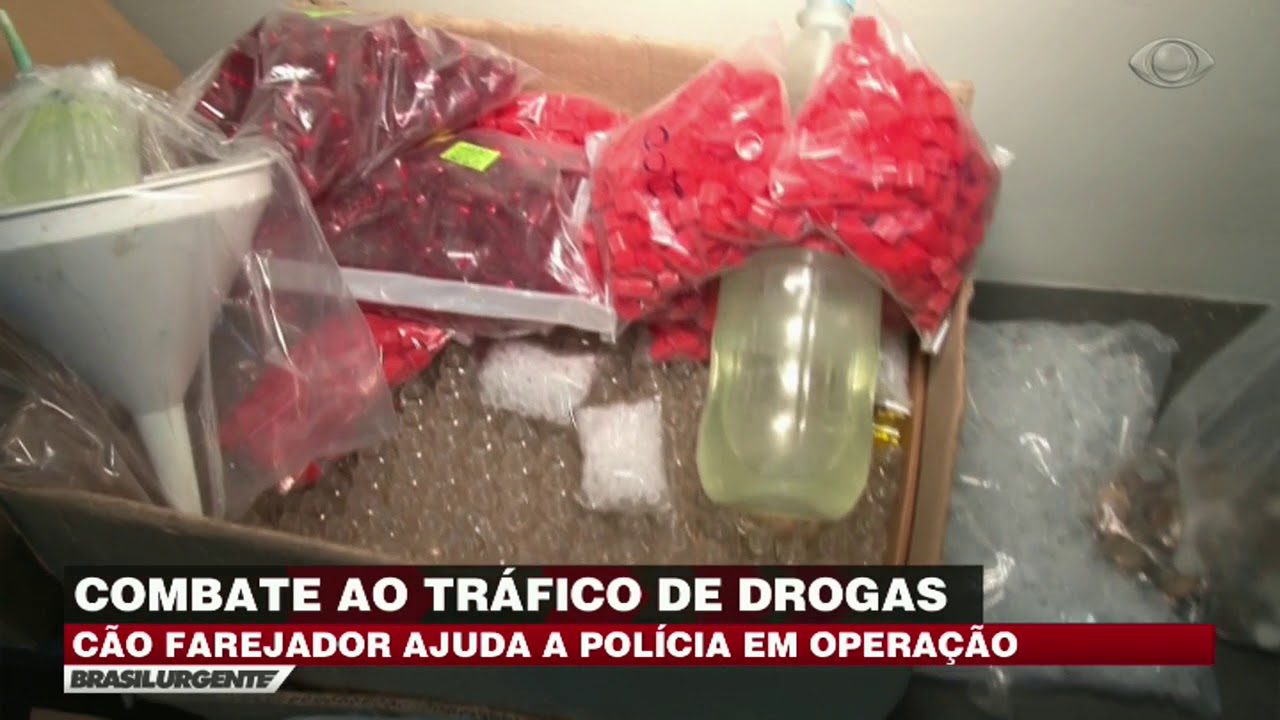 Cão farejador auxilia polícia em operação contra o tráfico