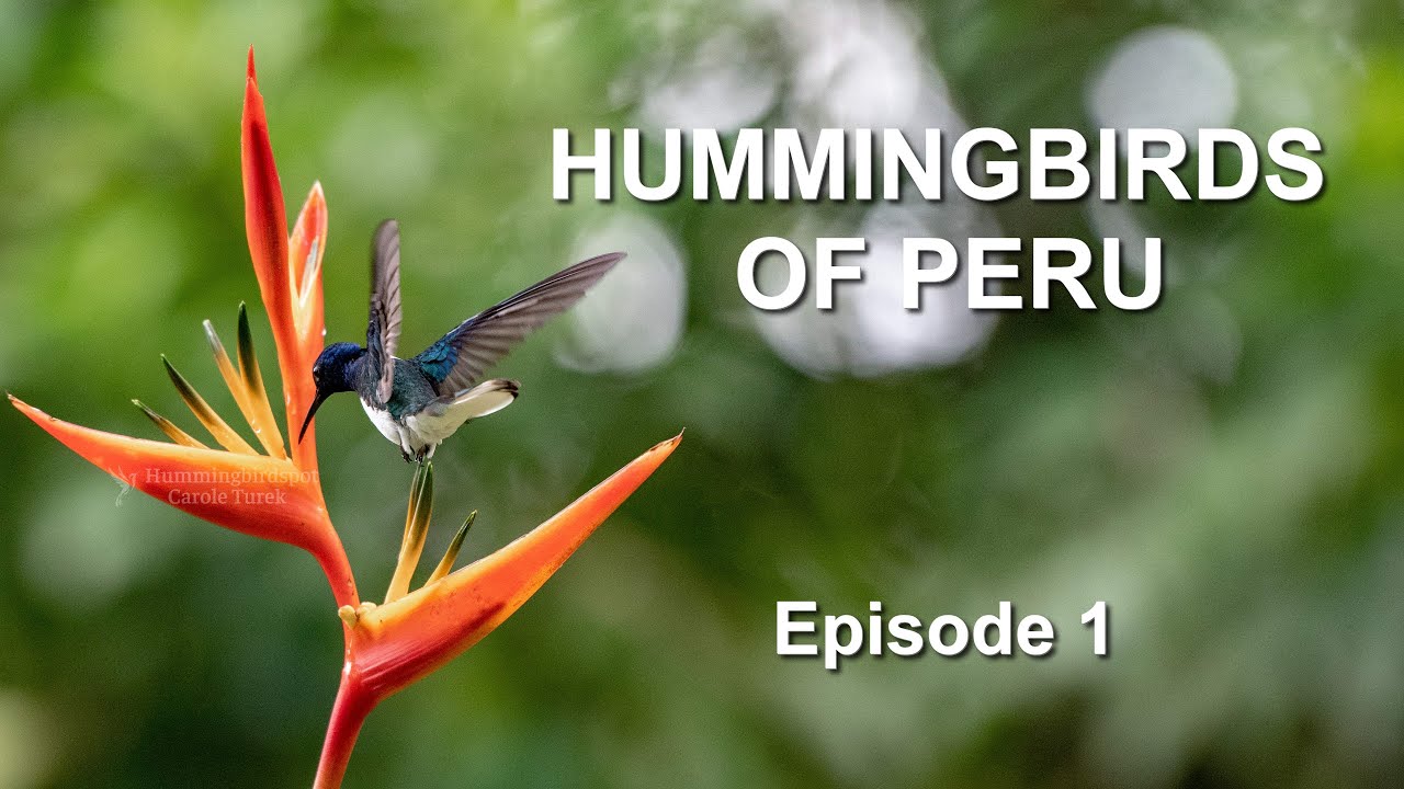 Photographing the Beautiful Hummingbirds of Peru - Episode 1