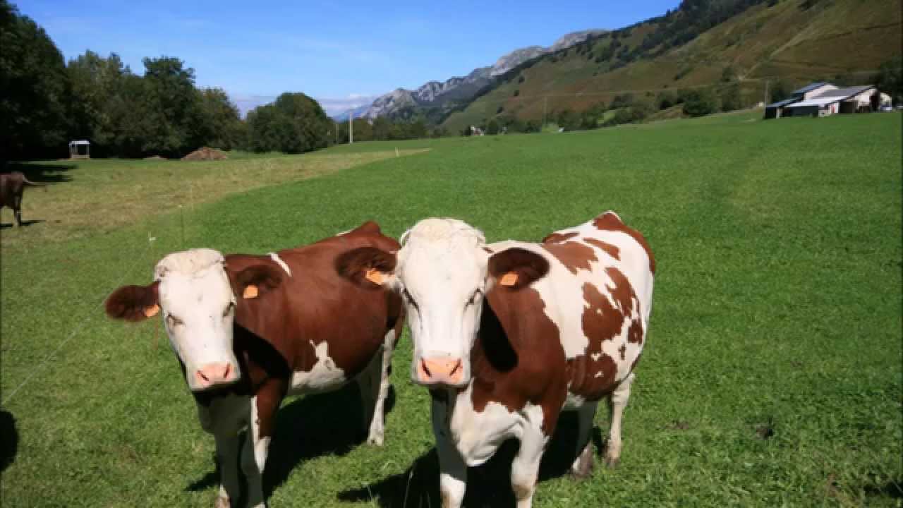 Un petit coin en vallée d'Aspe (64)
