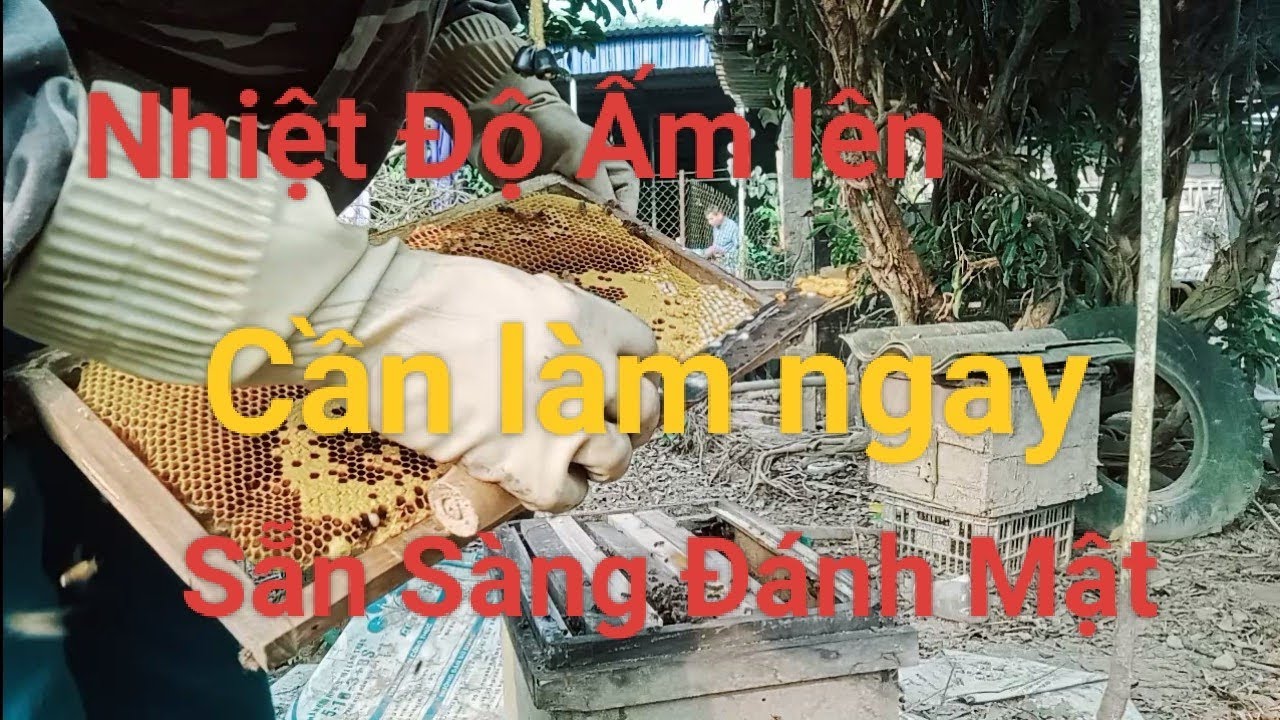 Thời tiết ấm lên rồi cần làm ngay lúc này để bước vào vụ mật 