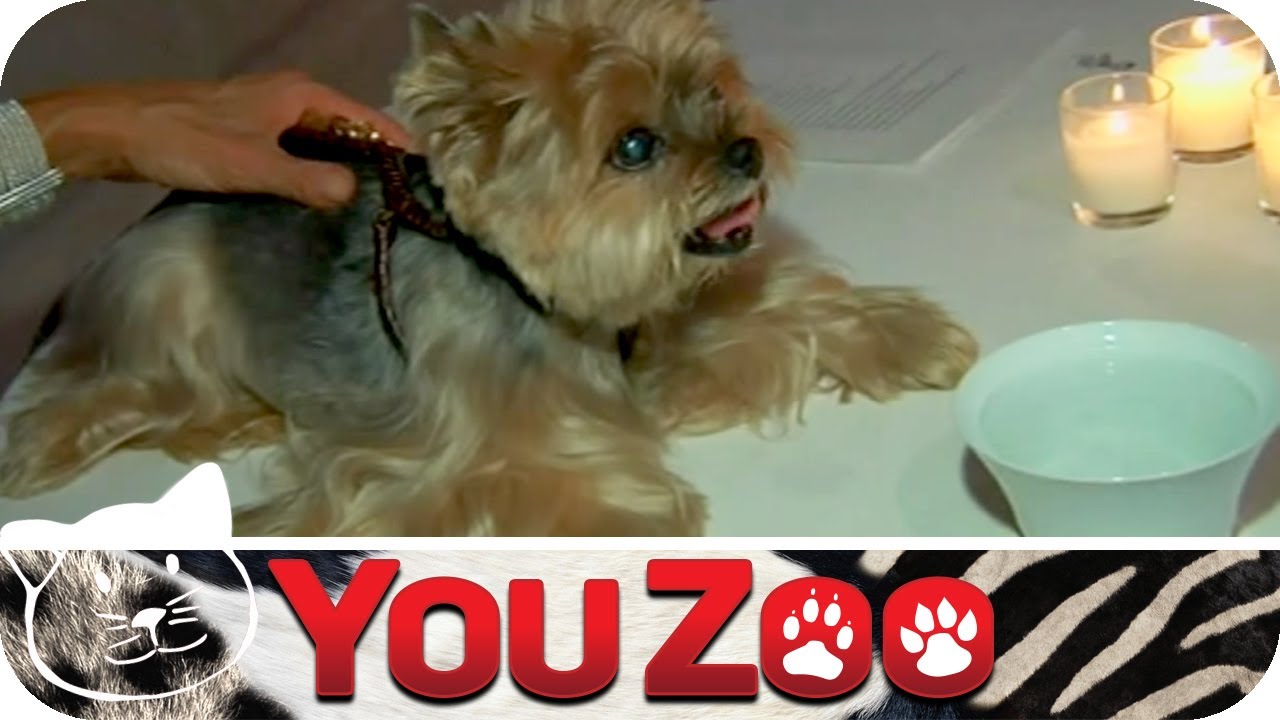 Luxus für den Hund │YouZoo