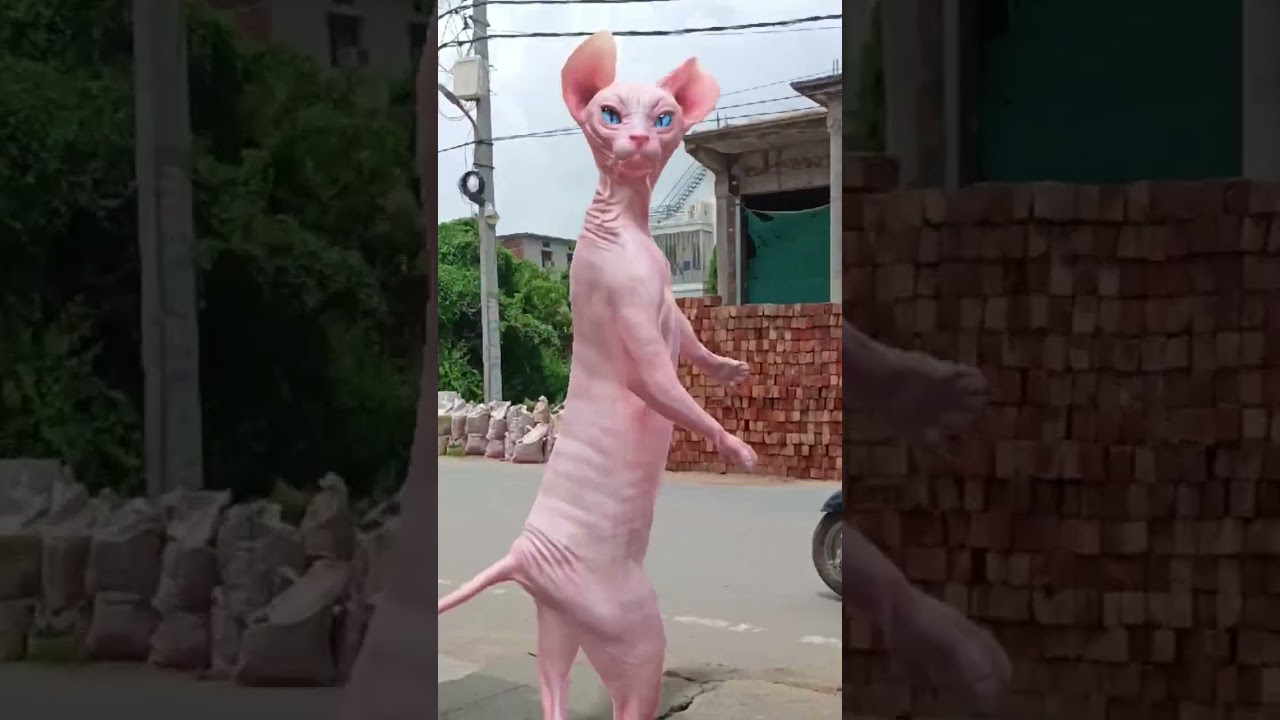 #dance #funny #comedy #elchombo #chacarron #macarron #studywithmeandmycat