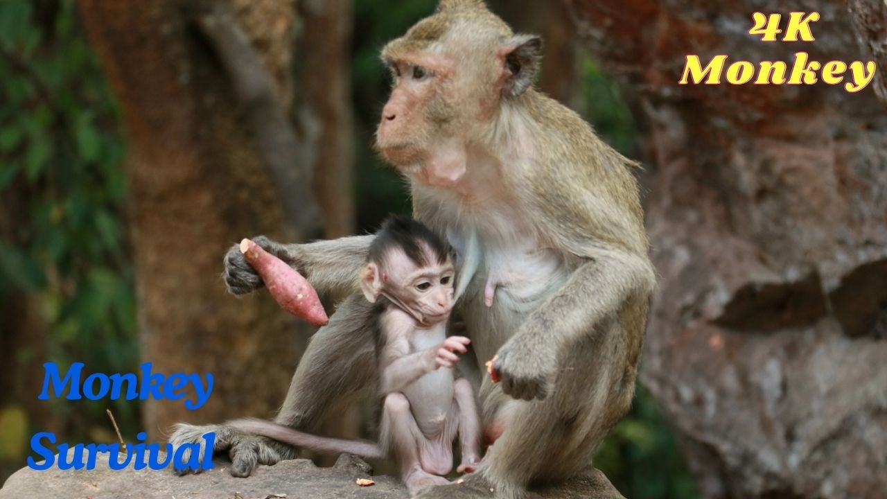 Monkey Habitat In Forest , Monkey Forest Life , Lovely Monkey 4K video Ultra