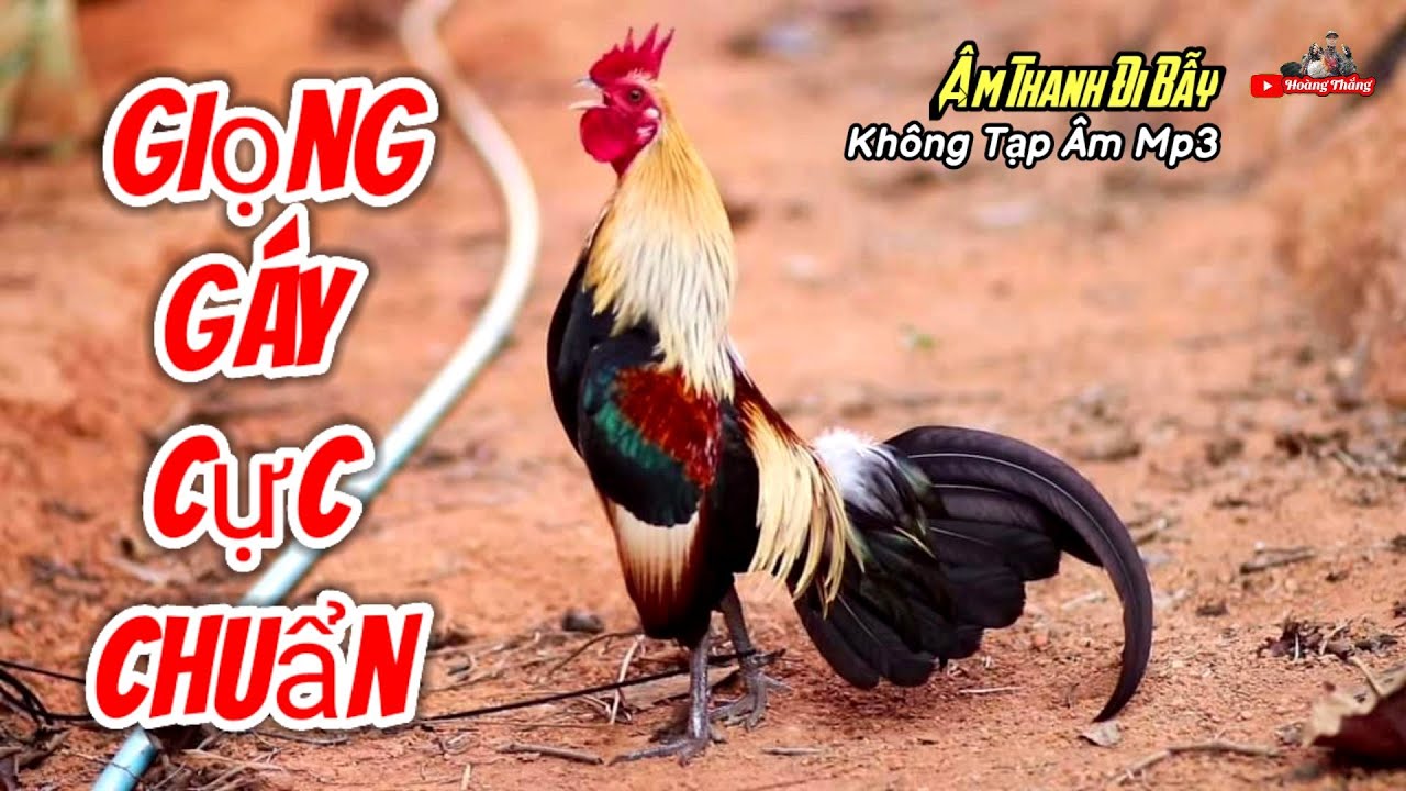Tiếng Gà Trống Rừng Gáy Chuẩn Nhất Mp3 | Hoàng Thắng