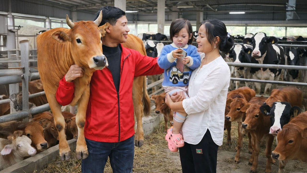 Goodbye To The Cow – Selling The Cow After 10 Years To Help The Family Escape Hardship