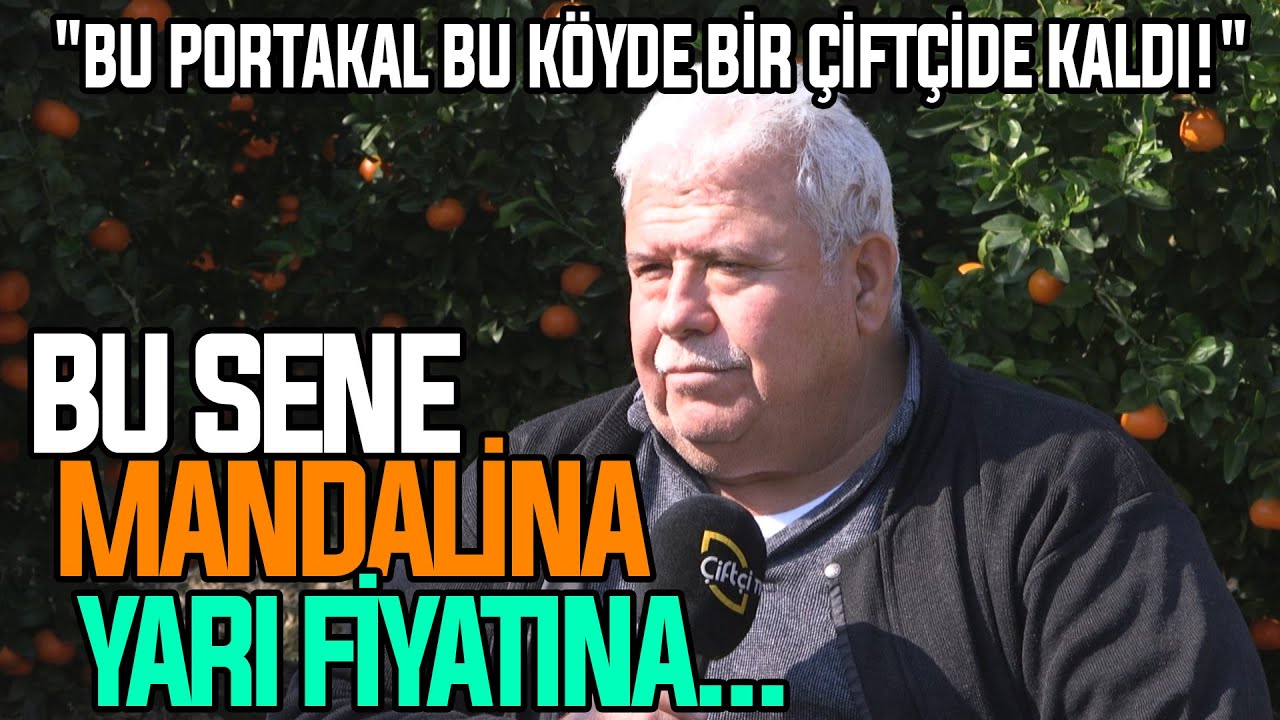 Bu Sene Mandalina Yarı Fiyatına... / 