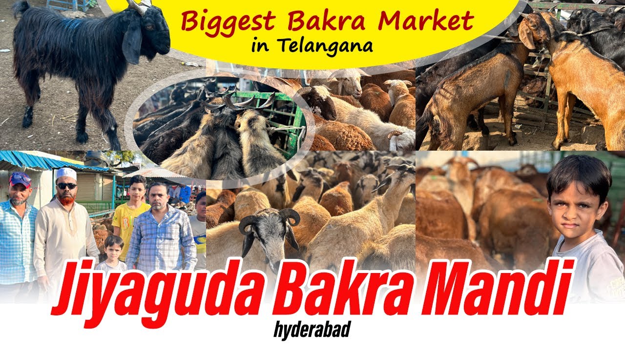 Hyderabad Jiyaguda Bakra Market 🐐#jiyaguda #bakramandi #bakramarket #bakra #hyderabad #vlog #market