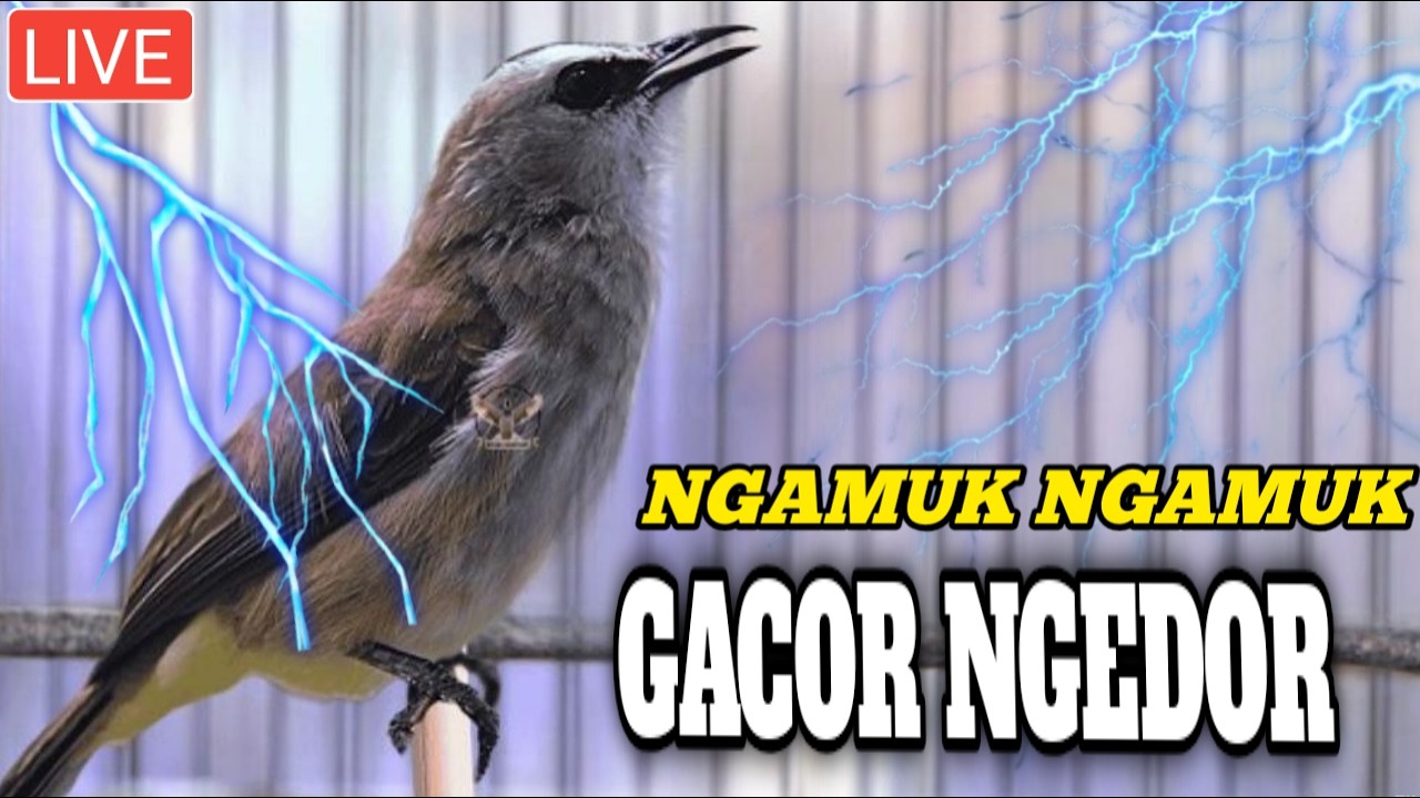 TRUCUKAN GACOR TRAPI BURUNG TRUCUKAN BAHAN AGAR MAU BUNYI