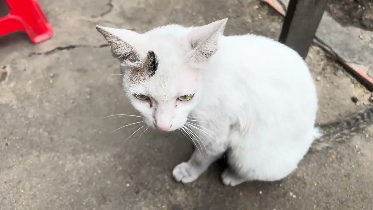My meow meow 