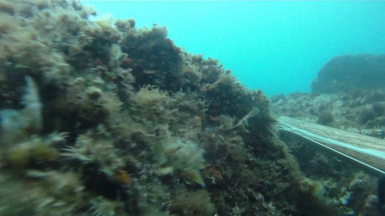 Pesca Sub: Primavera/Estate Levante Ligure