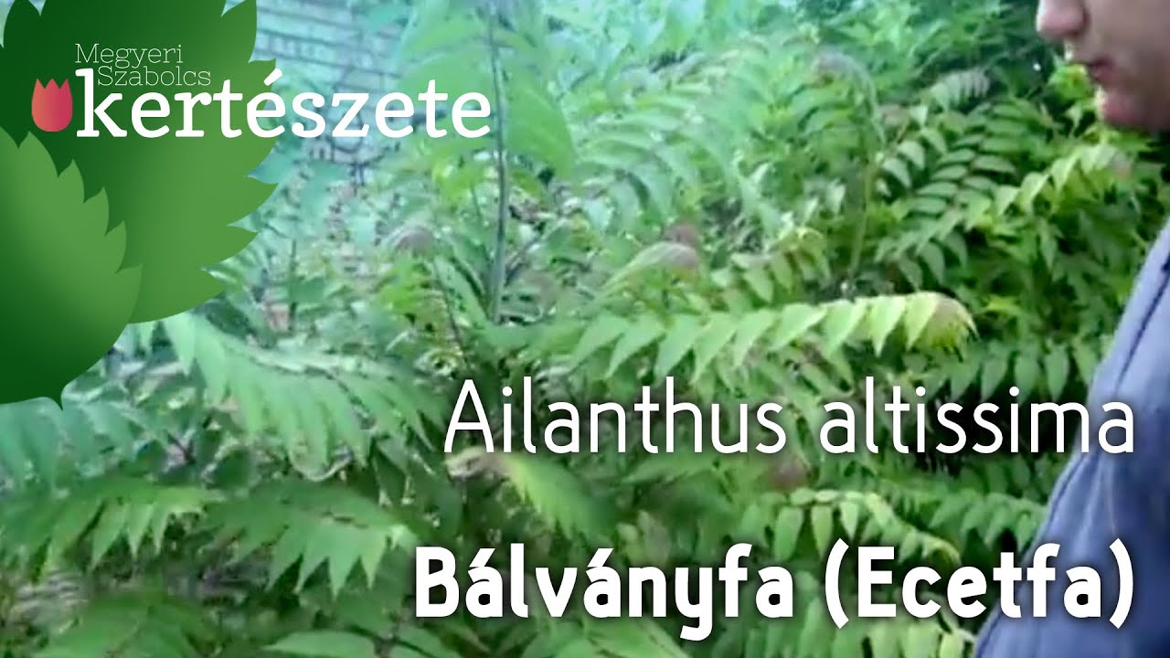 Ailanthus altissima - B&aacute;lv&aacute;nyfa - (Ecetfa) - Megyeri Kert&eacute;szet web&aacute;ruh&aacute;z Mezők&ouml;vesd