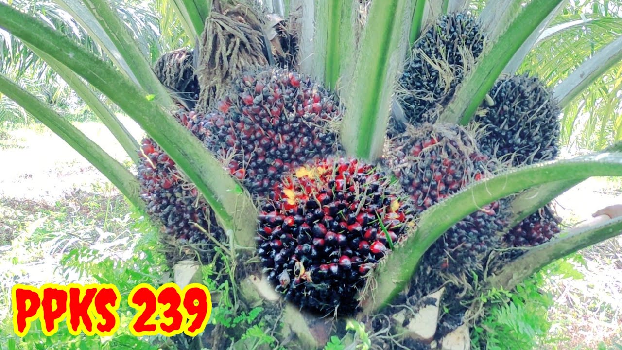 sudah kelihatan gagahnya PPKS 239