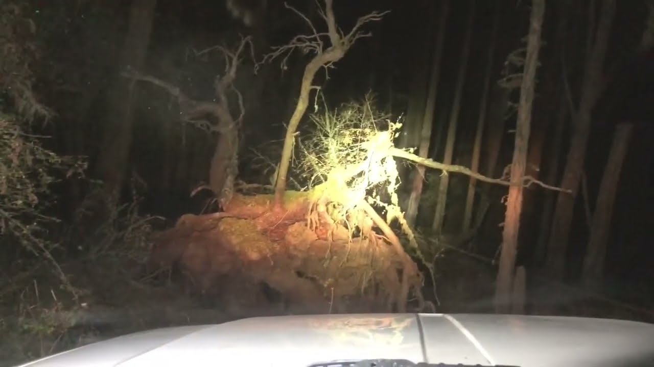 Off-road forest drive deep (night) 4x4