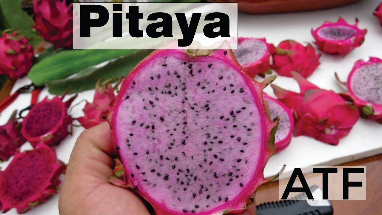 Pitaya 4k Pitahaya - Dragon Fruit Como plantar essa maravilha