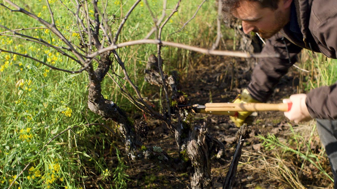 Pruning a Damaged Old Vine