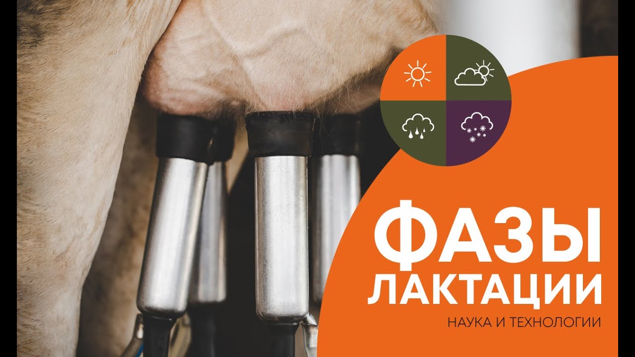 Фазы лактации коровы - обзор от практика