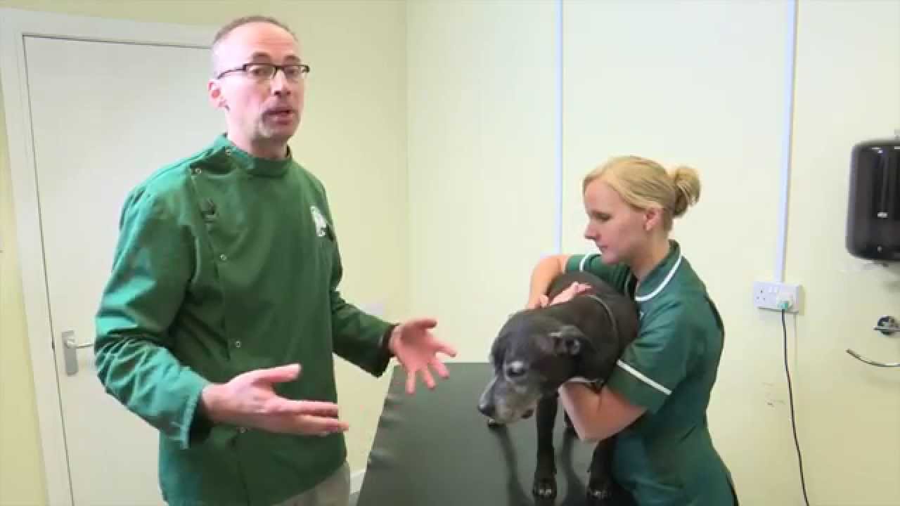 Pet Care Tips- How to examine a dog's mouth