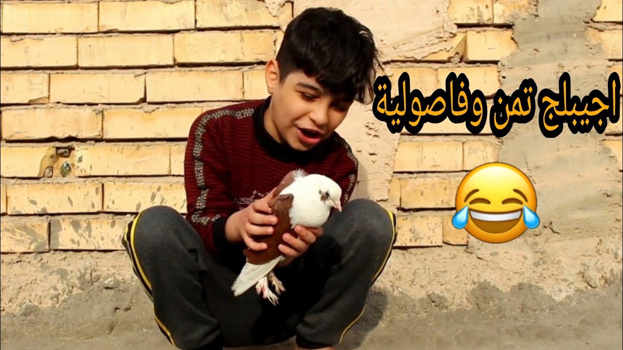 شباوي ابو الحمام(ماتت حمامته) 😥 وابوه جابلة هدية! شنو هيه؟