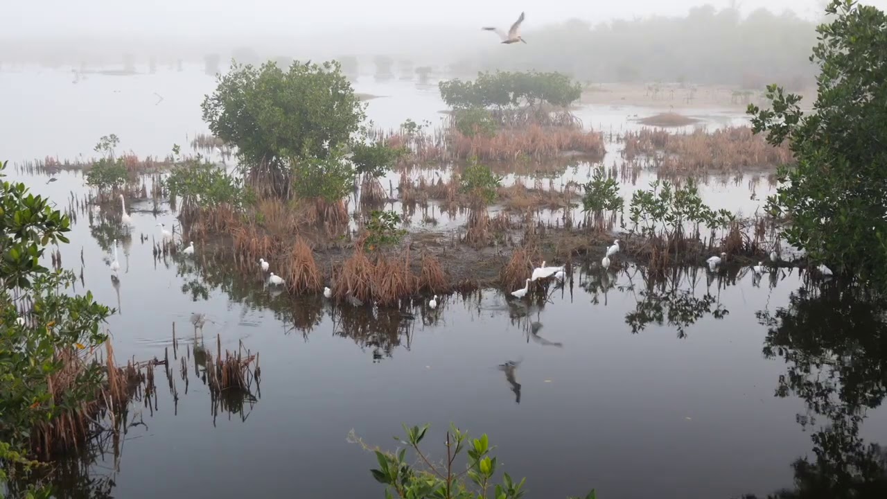 Good Morning Everglades Tinnitus Therapy 10 Hours Nature Sounds