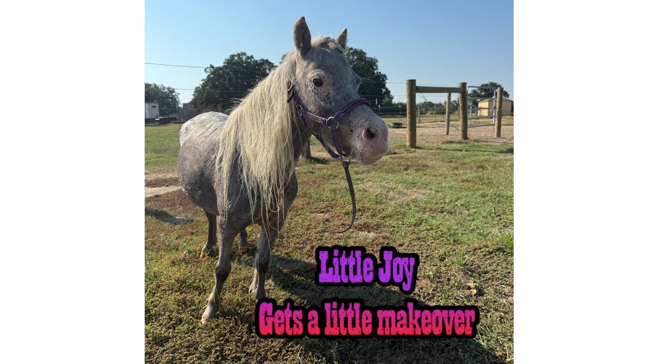 Joy the mini gets pampered 