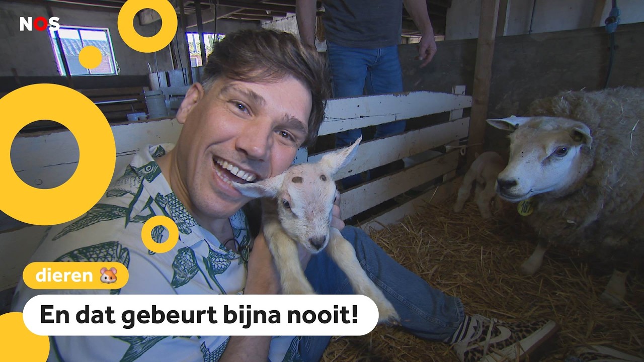 Hoera! Lammetjes-vierling geboren