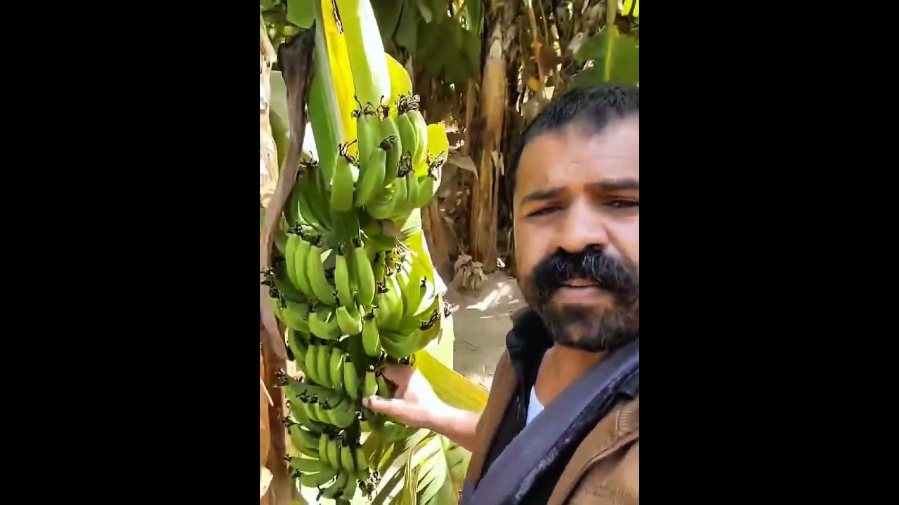 ابونايف العرجمي في وادي سردود تهامة اليمن 