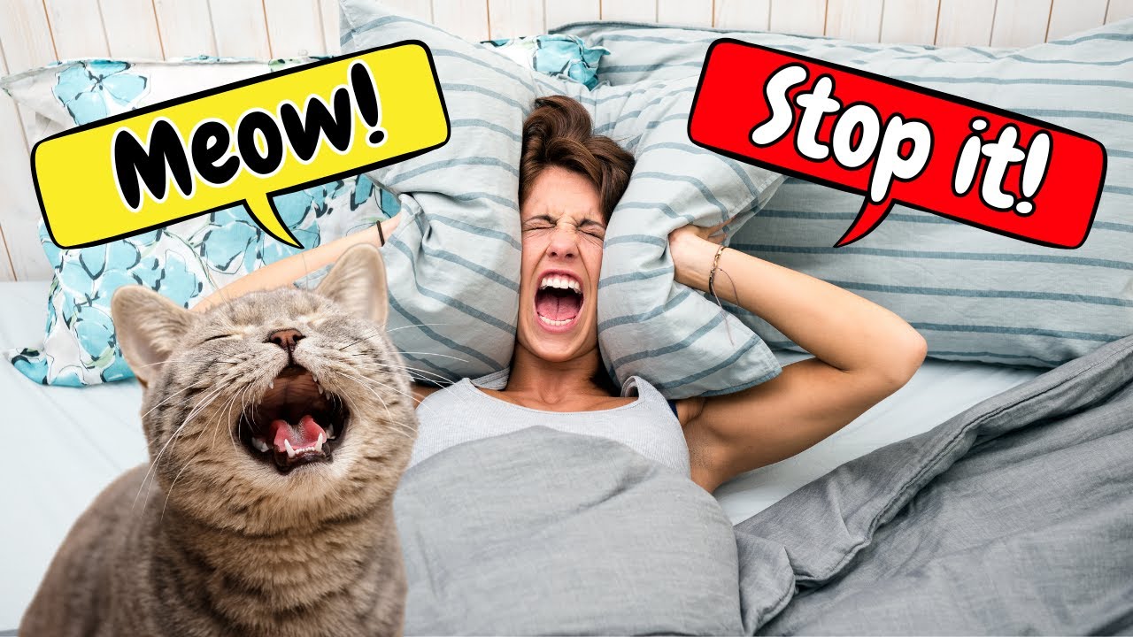 If Your Cat Wakes You Up at Night, Do THIS!