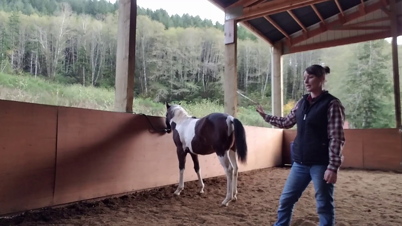 How to train a weanling to tie