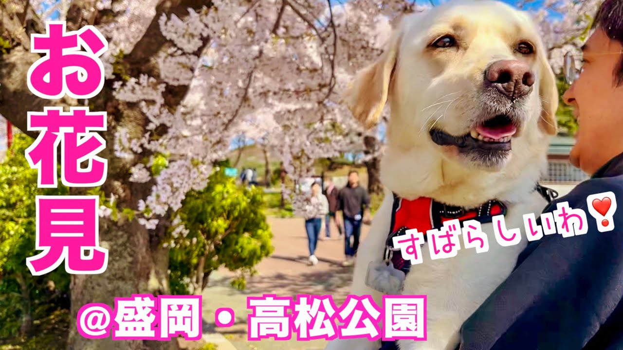 お花見気分🌸ご一緒にいかが？🐶🚗@盛岡市高松公園/Labrador Mimi enjoys the cherry blossoms in Takamatsu Park, Morioka #330