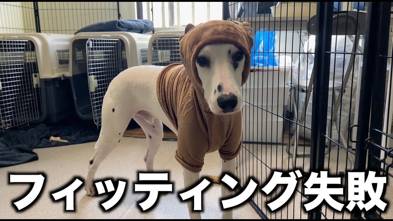クリスマスイベントの準備が大変でした、、！#ダルメシアン #大型犬 #犬のいる生活 