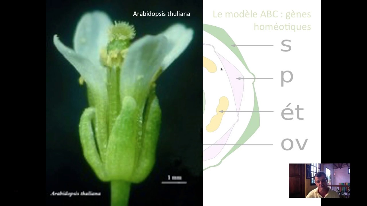 Gènes homéotiques : modèle ABC de la stucture des fleurs