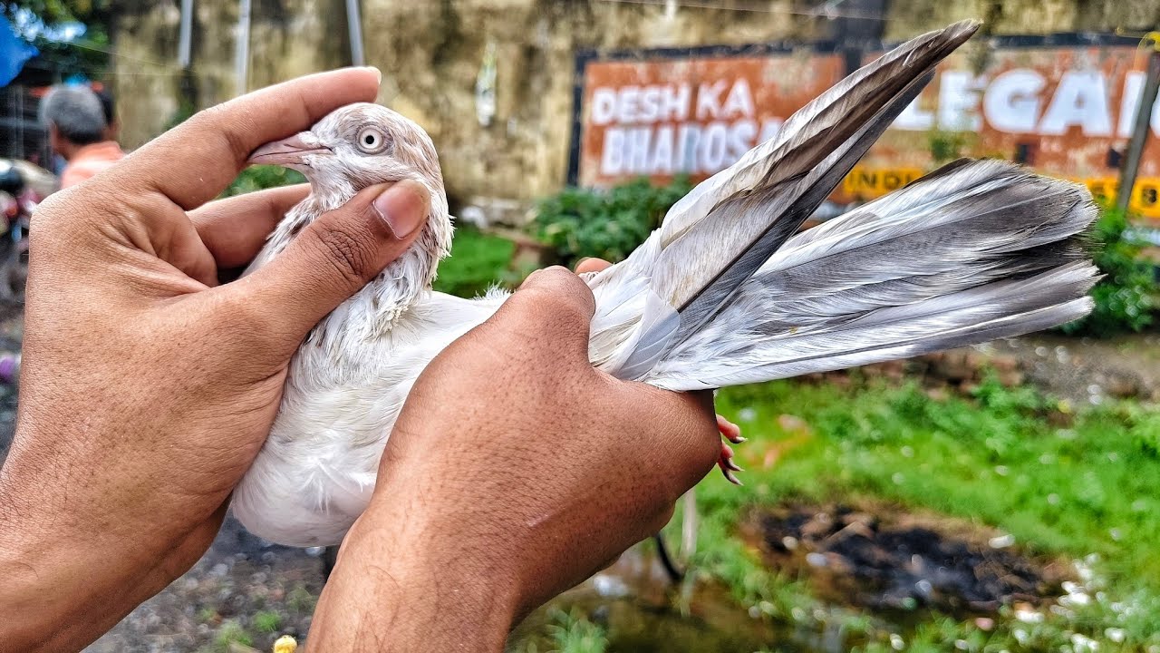 বীরনগর হাটে - 600 /- টাকা জোড়া পায়রা
