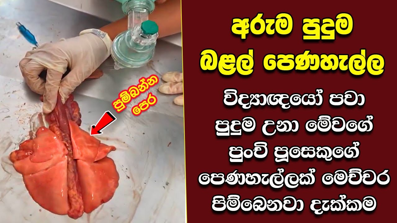 ඔබ මේවා දකින්නේ ජිවිතේ පළමු වතාවට EP:429