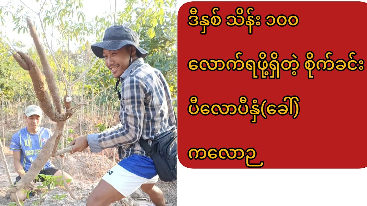 ဈေးကောင်းရပြီး စိုက်ရလွယ်တဲ့ ပီလောပီနှံ့ဉ စိုက်ရင်း ဉတူးပြီးစားကြမယ်