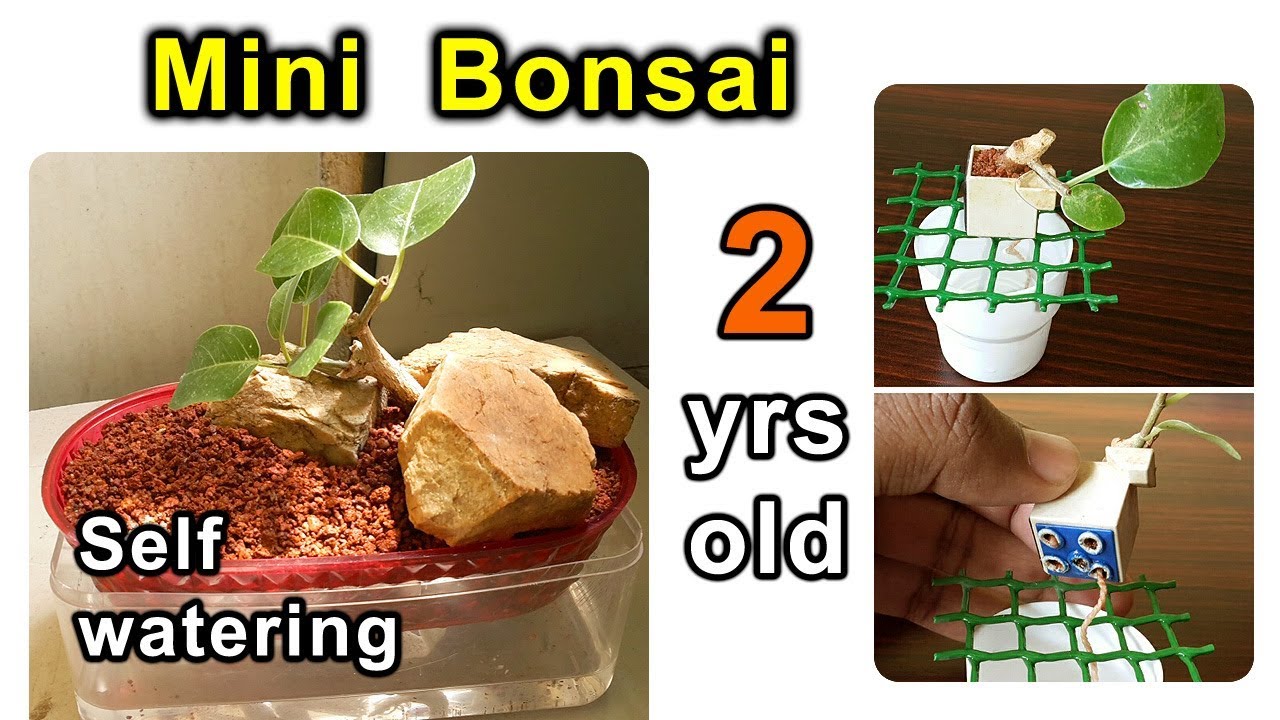 Multiple Bonsai Updates - Part 1
