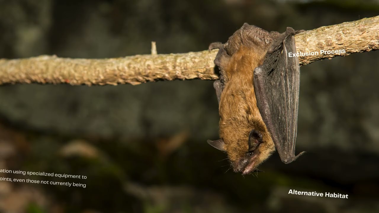 Bat Be Gone Professional Solutions for Humane Bat Removal