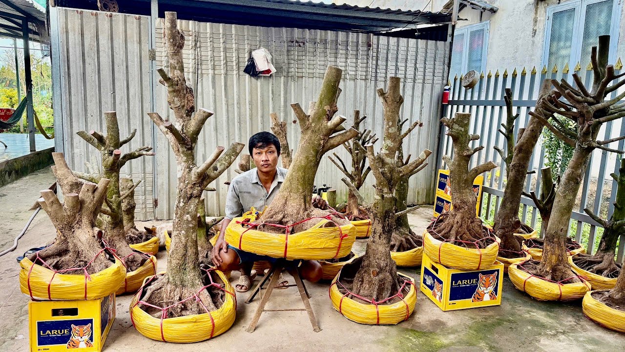 PHÔI MAI VÀNG 2O/O2/2026 (#O8669O1747 NGÂN ) PHÔI MAI VÀNG-  @bonsai Can Tho