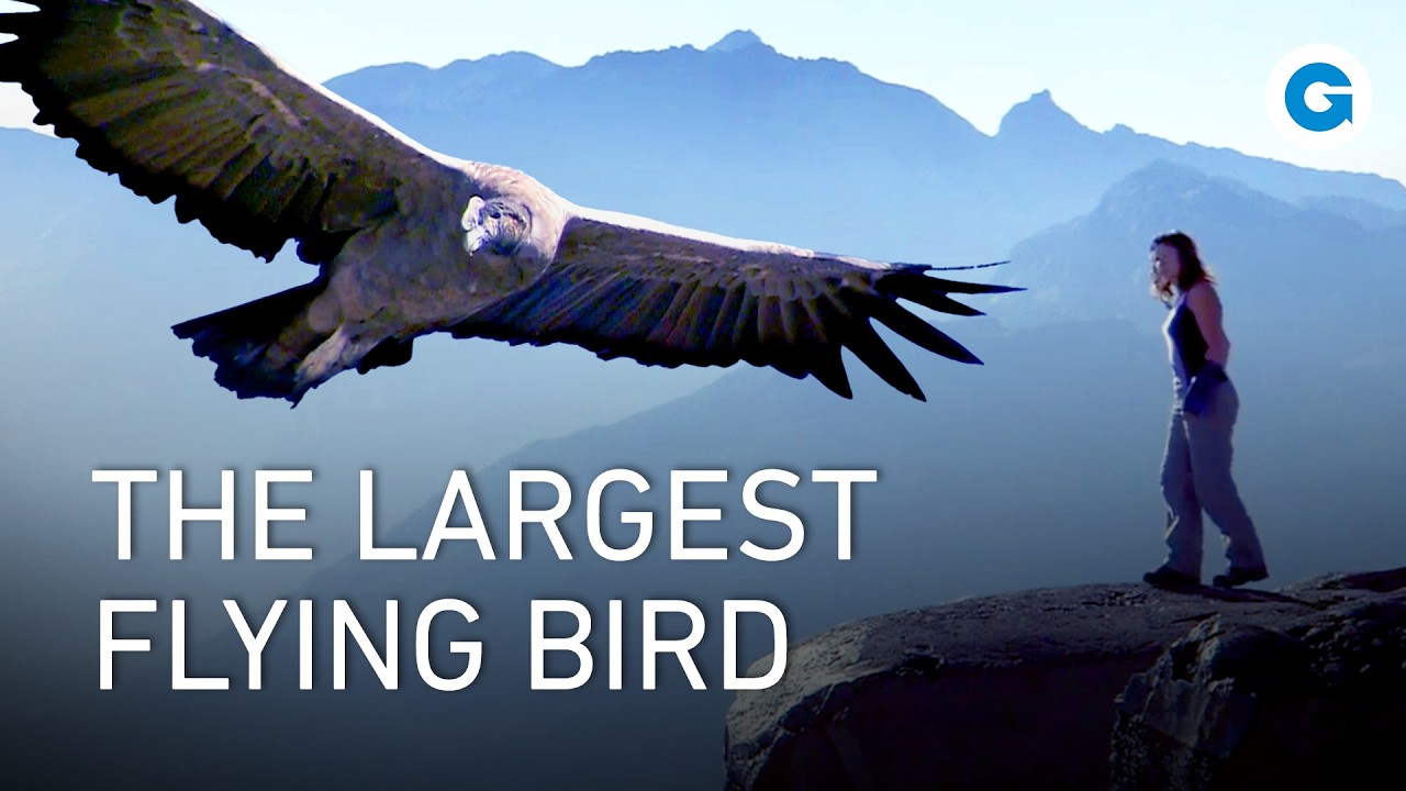 Soaring with Giants: The Condors of Patagonia |&nbsp;Full Documentary