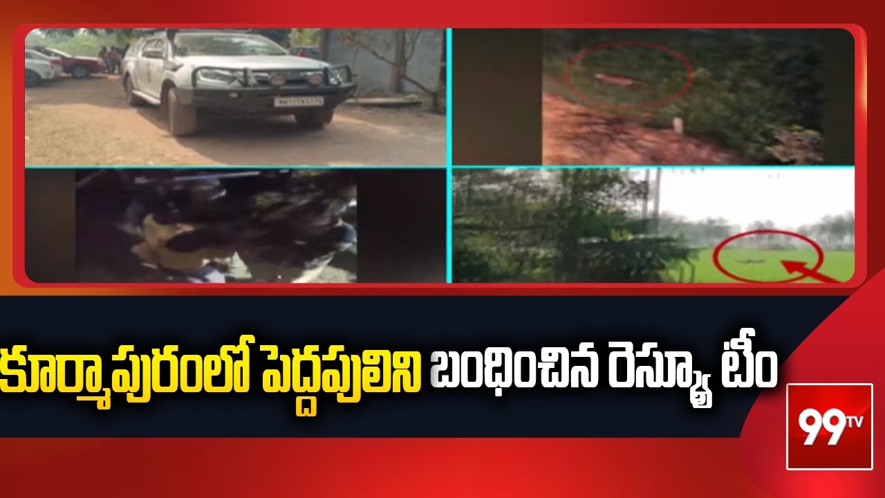 కూర్మాపురంలో పెద్దపులిని బంధించిన రెస్క్యూ టీం |Tiger Rescue Operation At Kurmapuram | 99TV