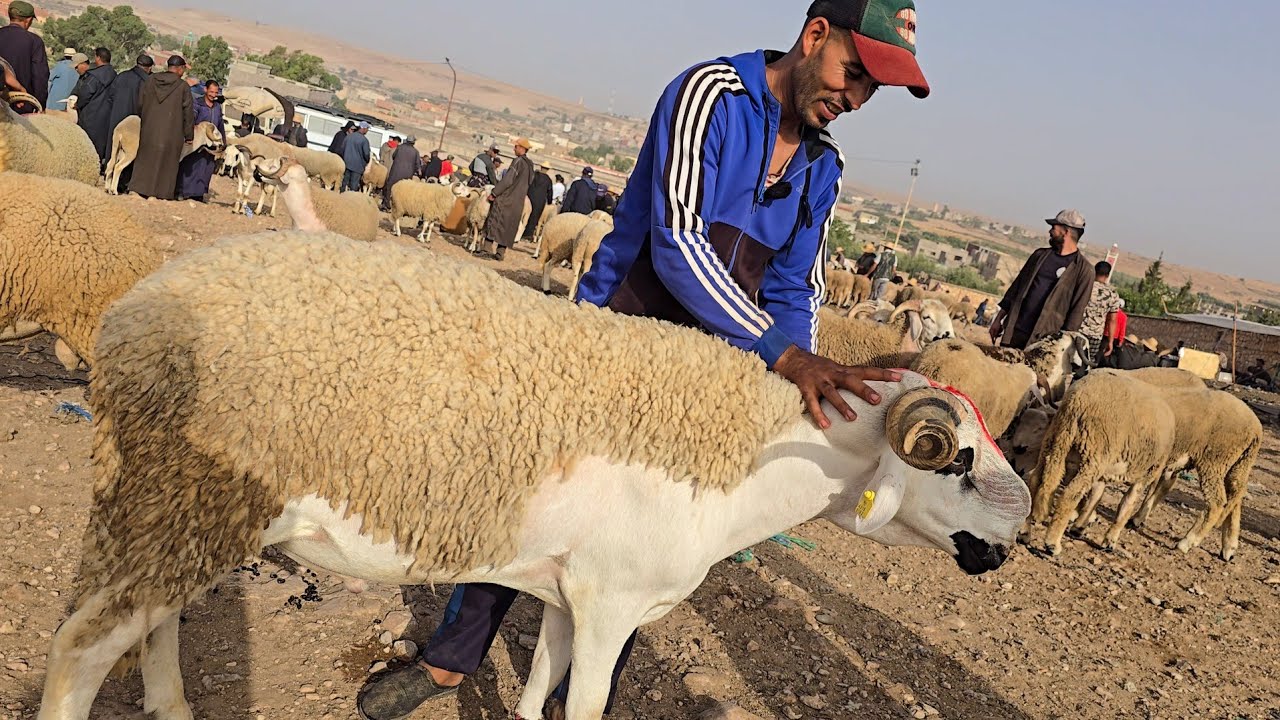 اليوم من سوق حد البروج بني مسكين اقليم سطات مع ثمن المواشي بتاريخ 27/07/2025