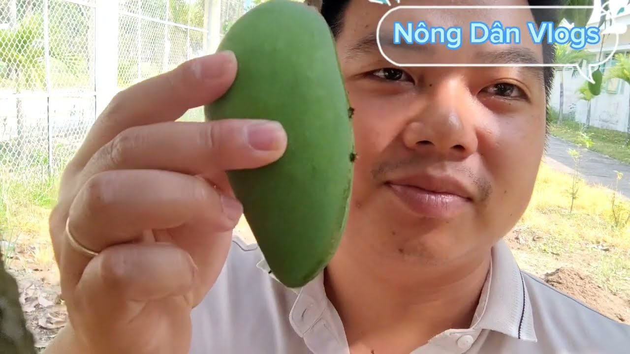 Cây Xoài Sai Trĩu Quả Nhà Tôi - Kim Ốc Vlogs