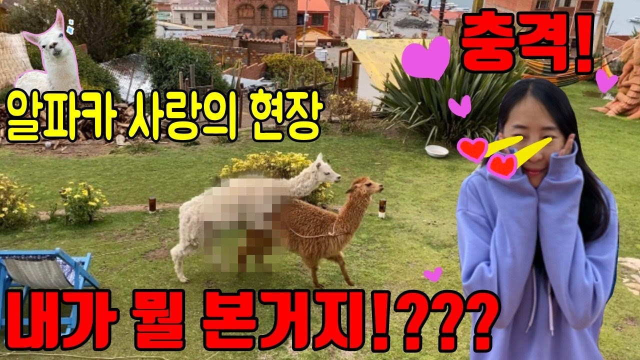 (충격) 처음보는 알파카들의 싸움현장! 사랑? 때문인가!?? | 발정난 알파카 | 남미여행 | 세계여행 |동물의 세계