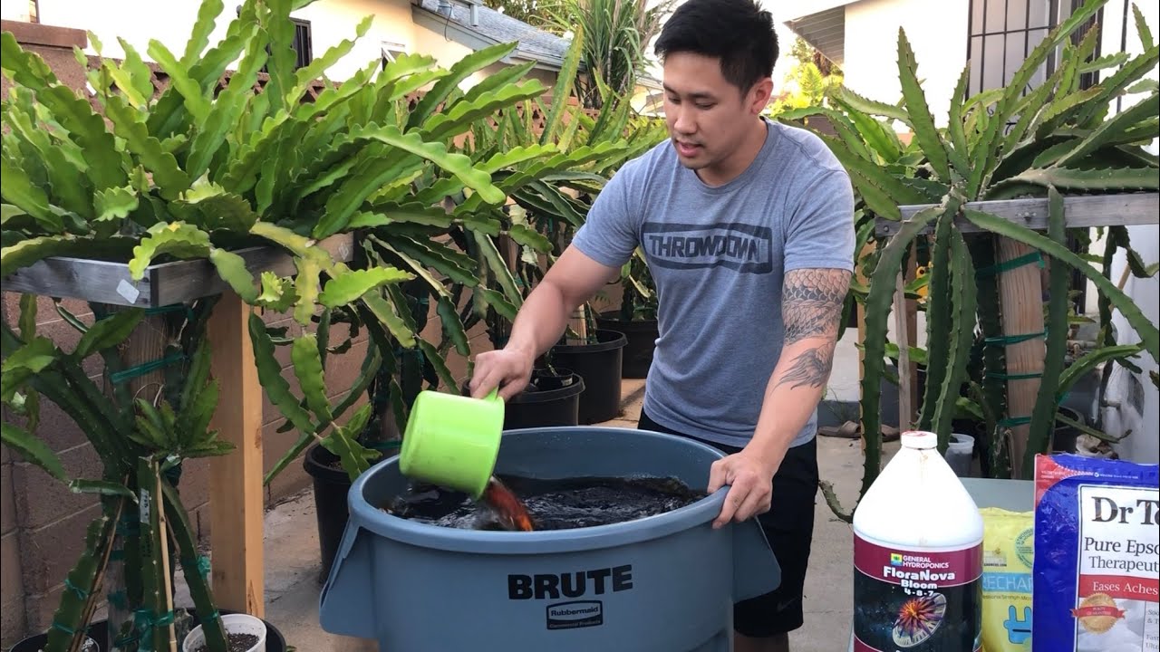 How to Stimulate Dragon Fruit Bud Growth With Nutrients Part 1