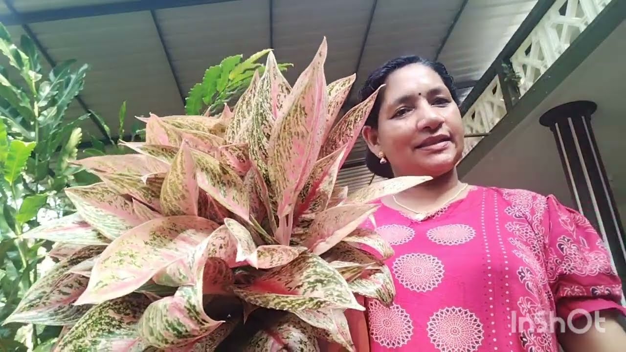 ഇത് പോലെ ചെയ്‌താൽ പിന്നെ തിരിഞ്ഞുനോക്കണ്ടാ 🌿🌿💥🥰🥰💞💞സെയിൽ 🌿9526409624🌿