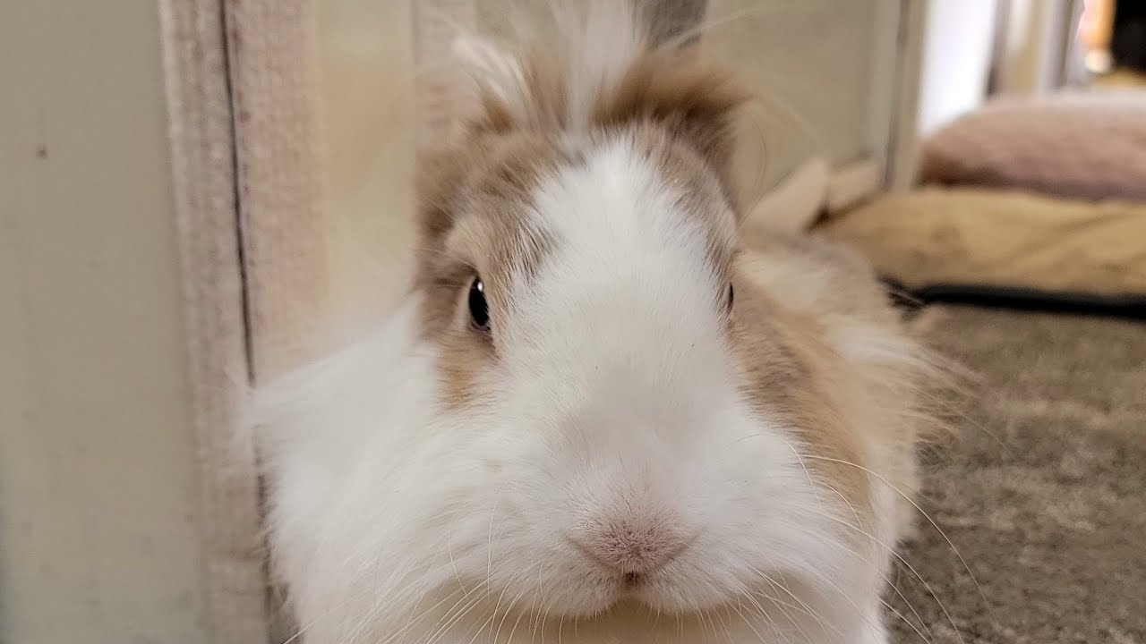 Bunny mofu is live! 10 FEB 2026 #可愛い #かわいい #bunny #rabbit #cute #ふわふわ #うさぎ #relaxing #動物 #viralvideo