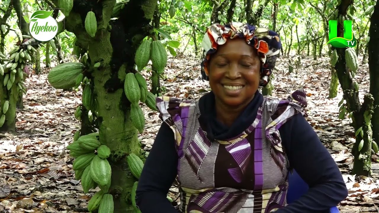 AYEKOO: 2024 COCOA POLLINATION