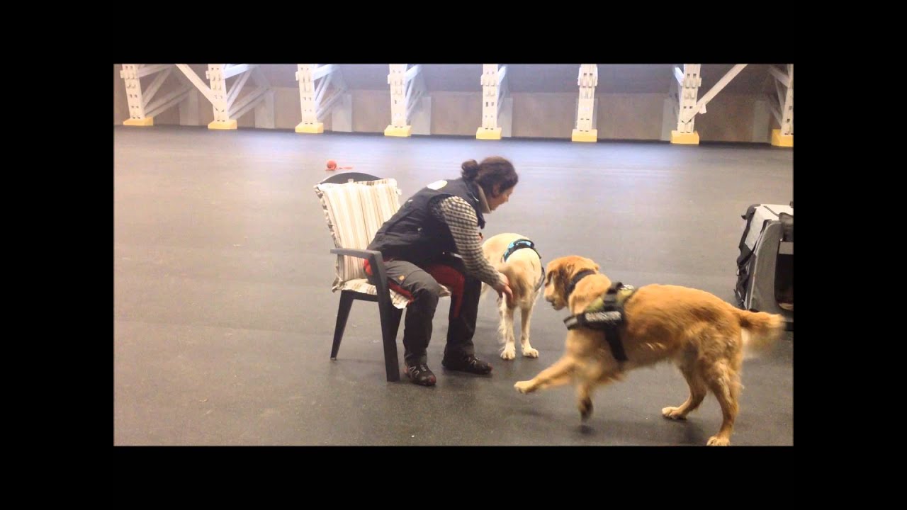 Apportering - sikker aflevering