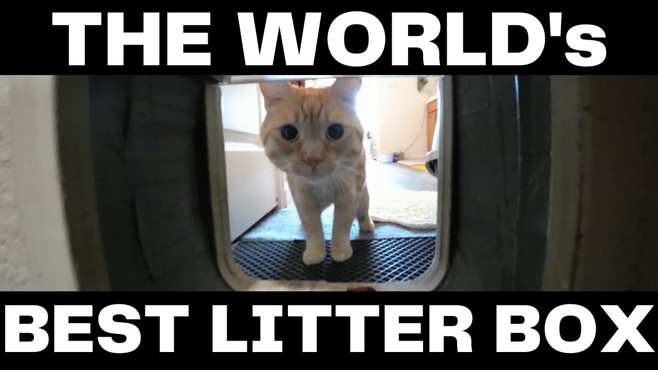 A Litter Box that DOESN’T STINK?