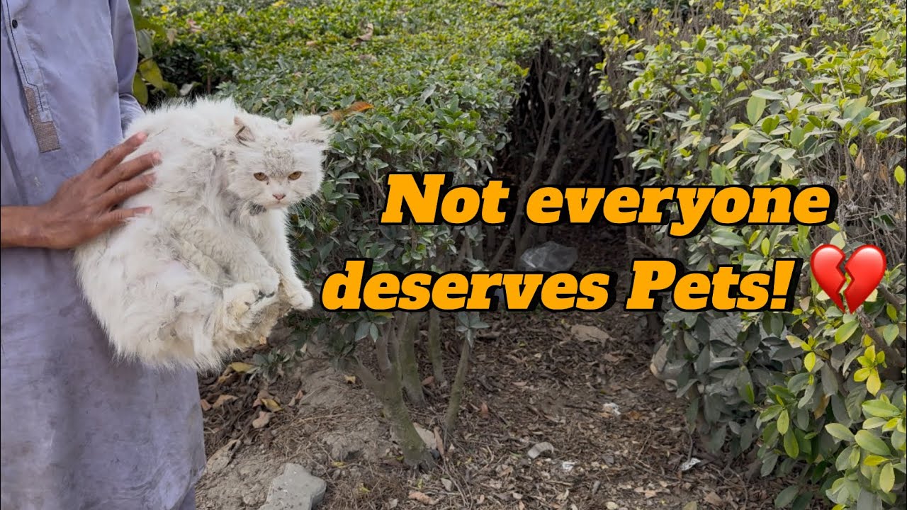 Heartless couple dumped their cat outside the shelter! Shameful Act The Crazy Cats