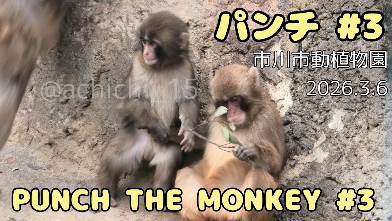 ニホンザルのパンチ #3 市川市動植物園 2026.3.6 PUNCH Japanese macaque at Ichikawa City Zoo and Botanical Gardens